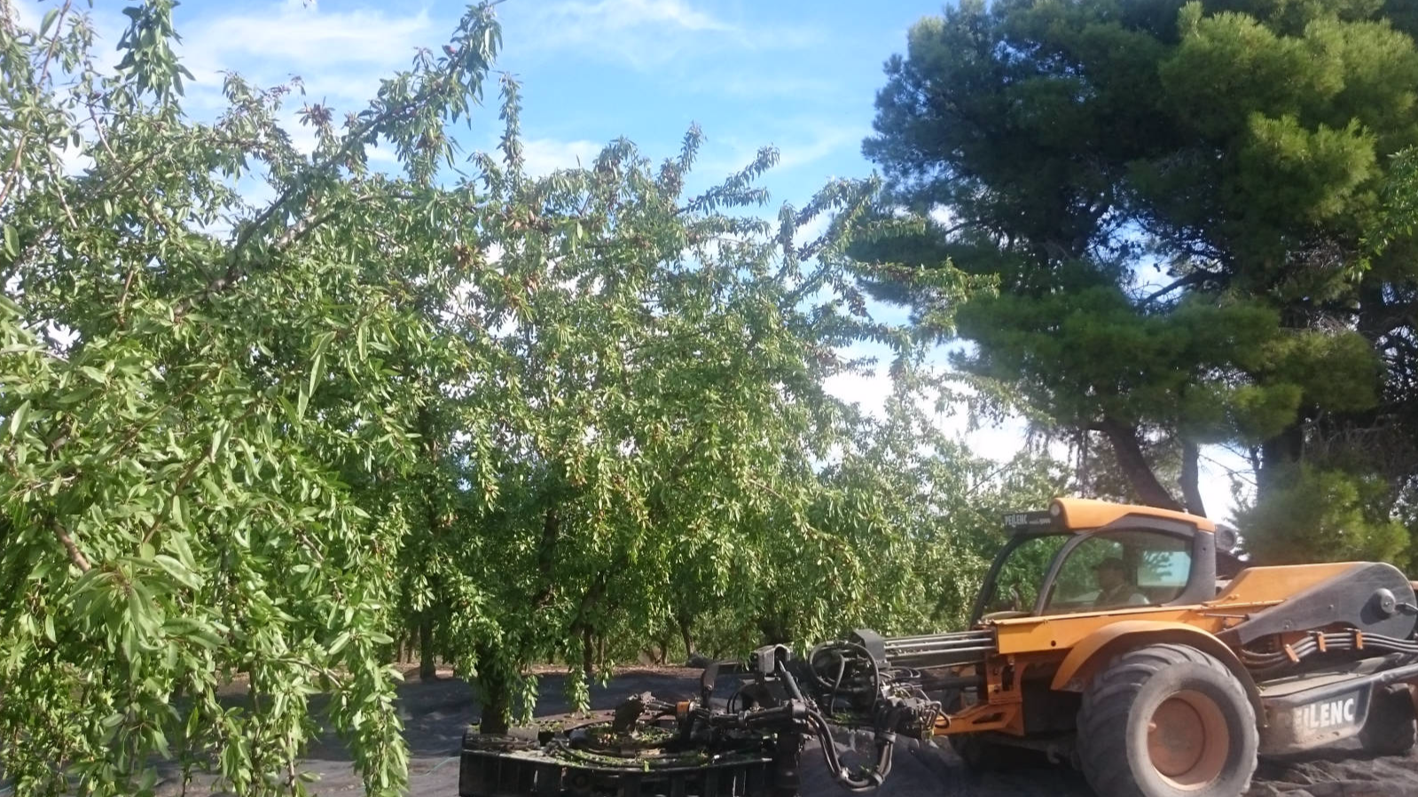 La almendra | Segura Agroservicios