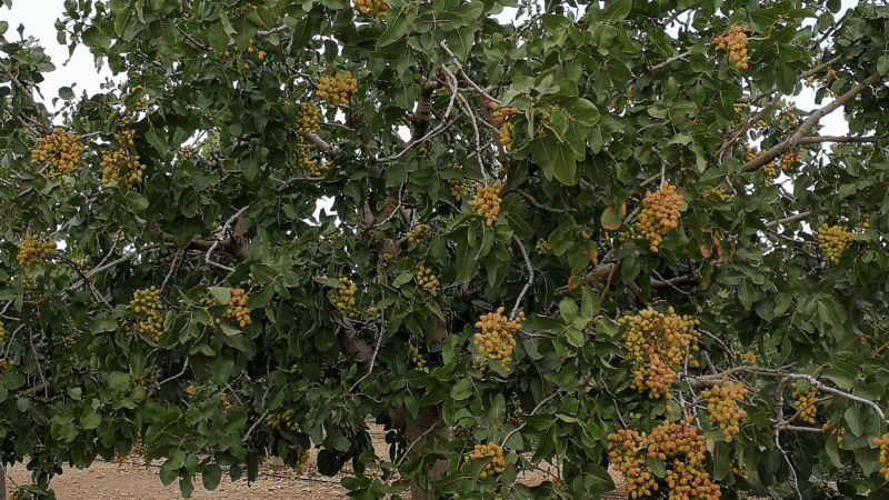 El cultivo del pistacho | Segura Agroservicios