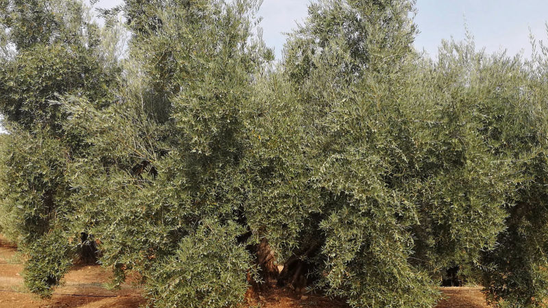 El olivo en Villacarrillo | Segura Agroservicios