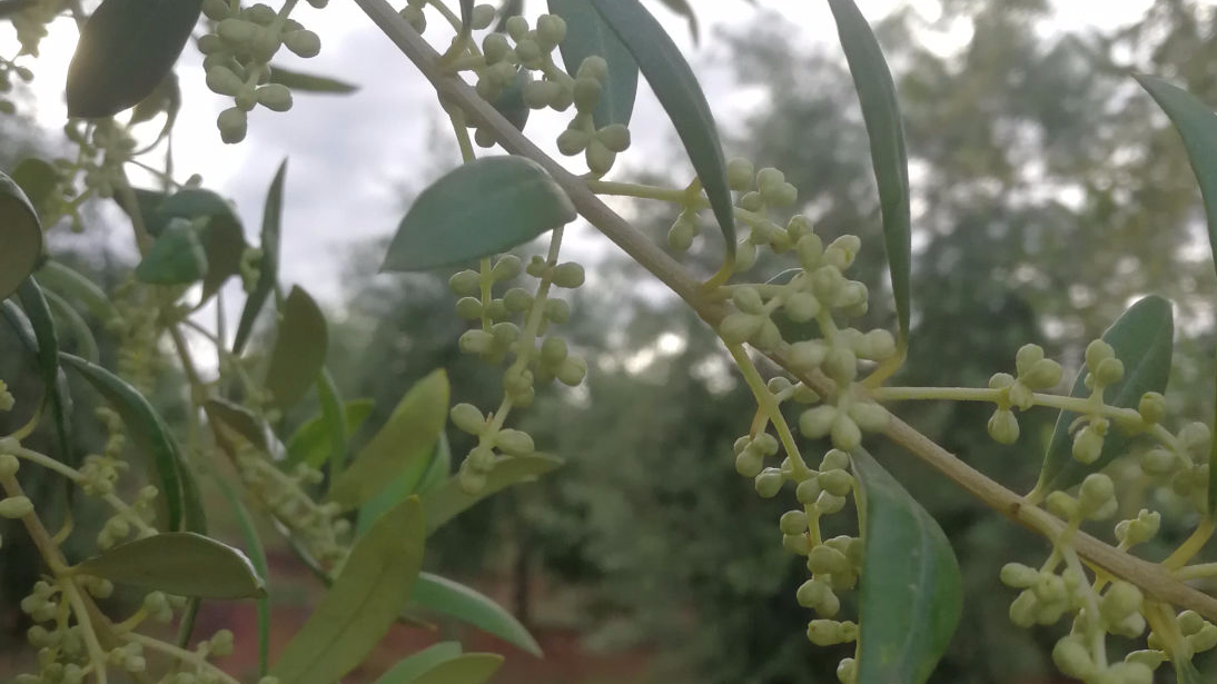 El fruto del olivo: la aceituna | Segura agroservicios